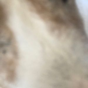 Meet your Posher, Leslie